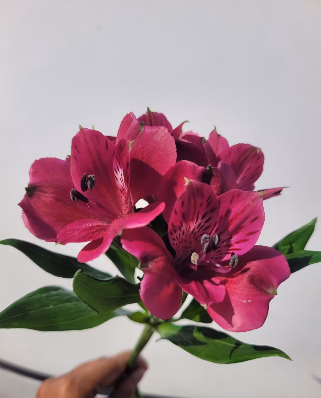 purple astomeria