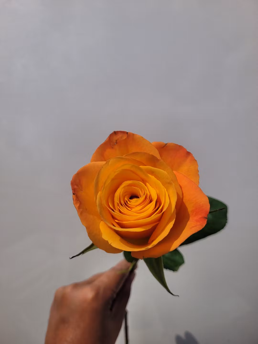 lite orange
