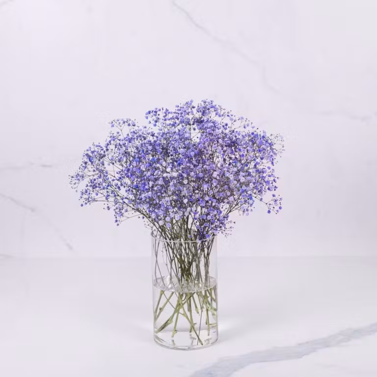 lite purple gypso 