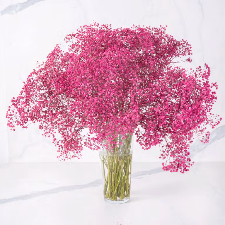 dark pink gypso