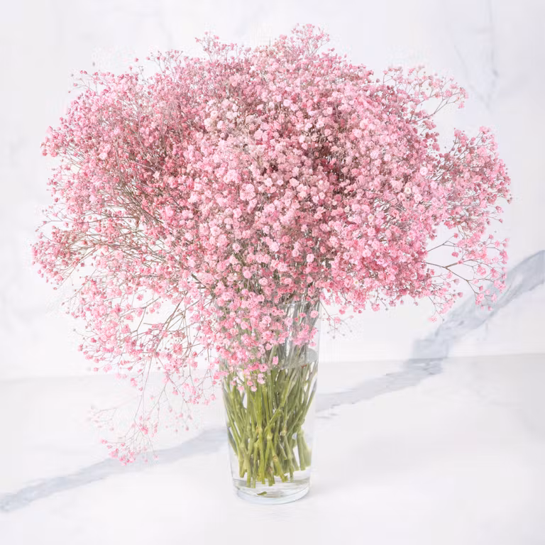 gypso pink