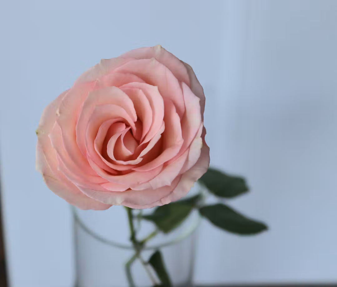 esperance rose 