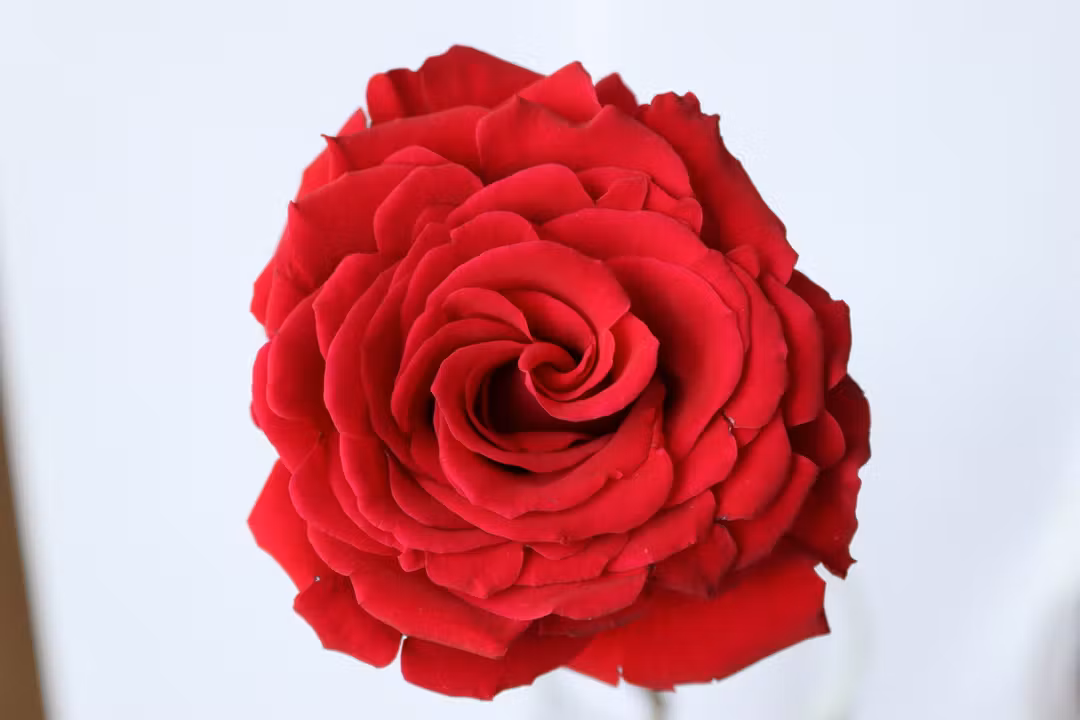 red rose