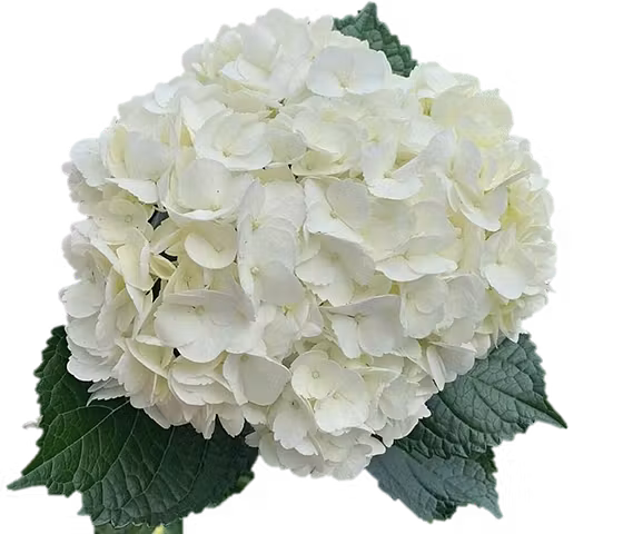 white hydrangea