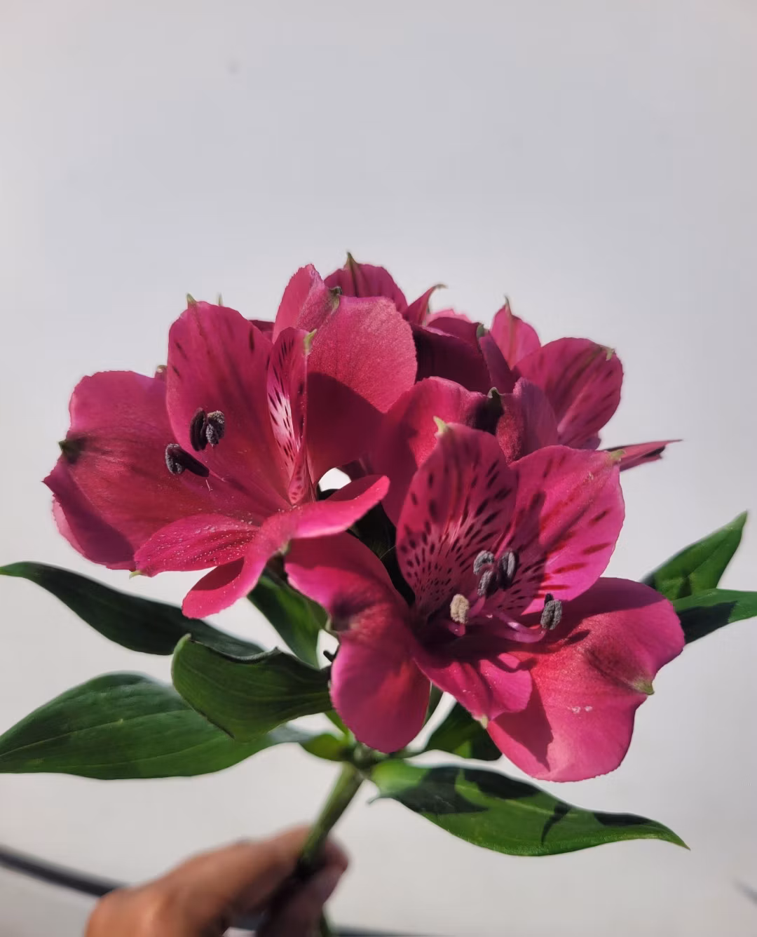 purple astomeria