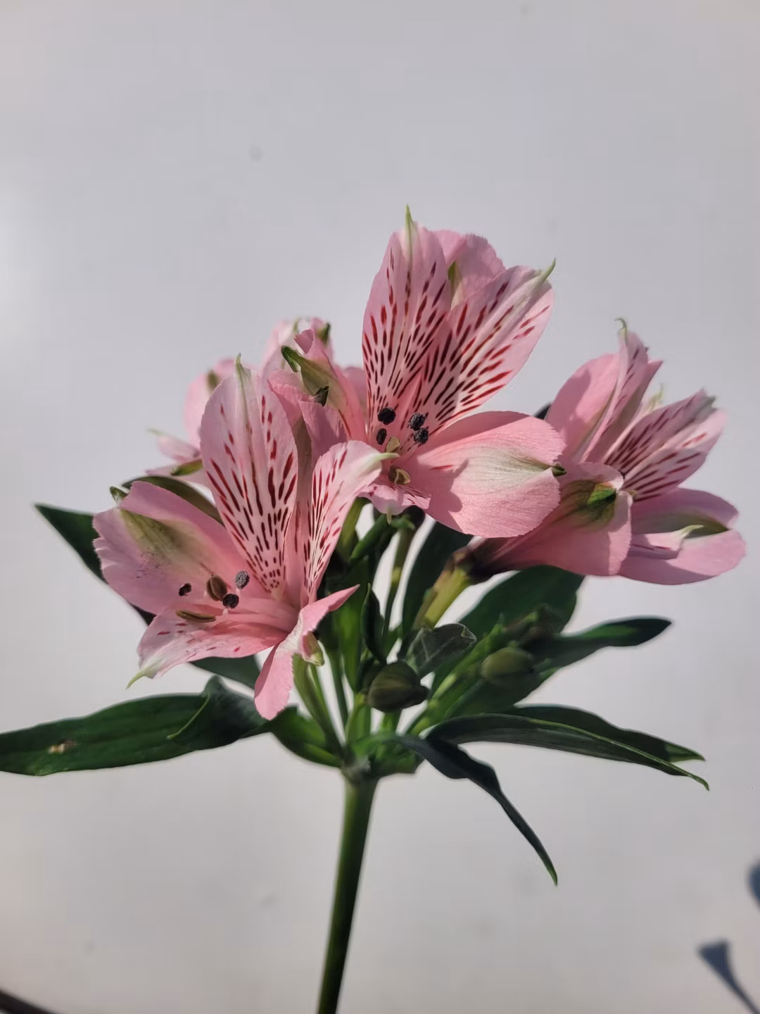 PINK MIX