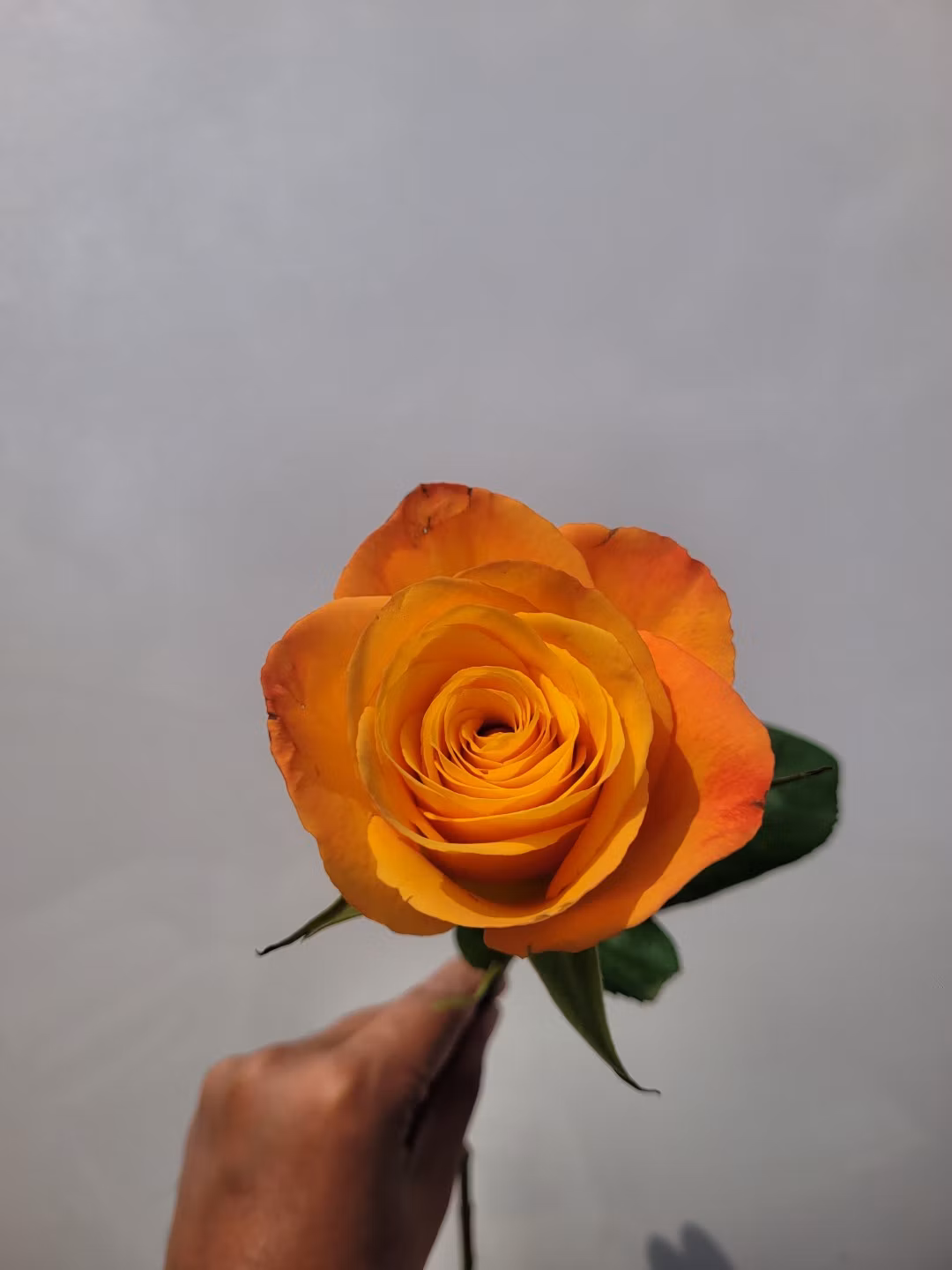 lite orange
