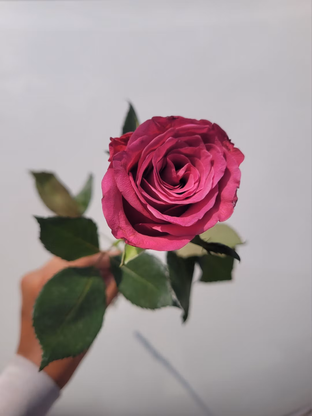 dark pink
