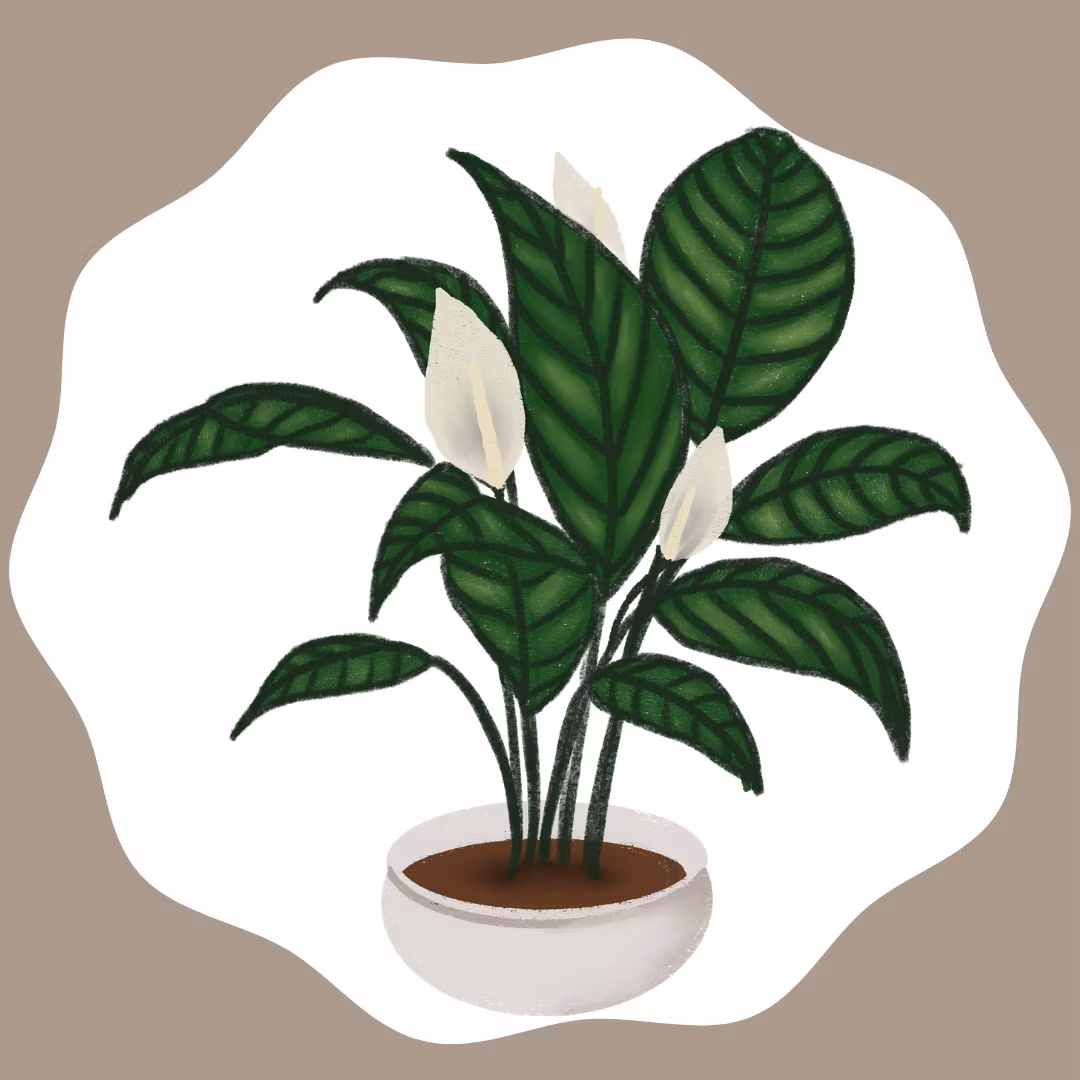 plants
