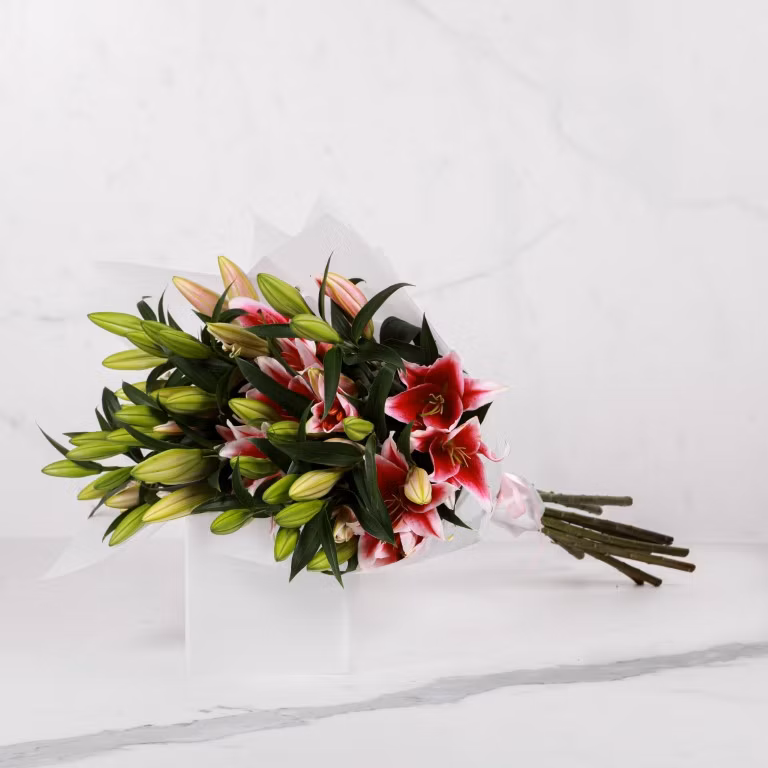 lilium 