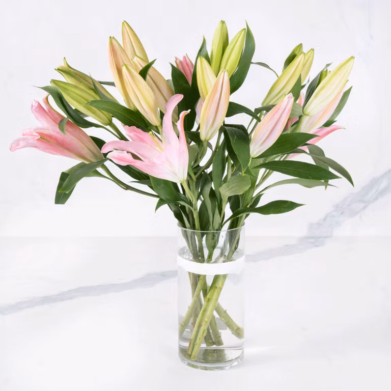 pink lilium 