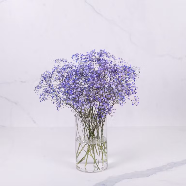 lite purple gypso 