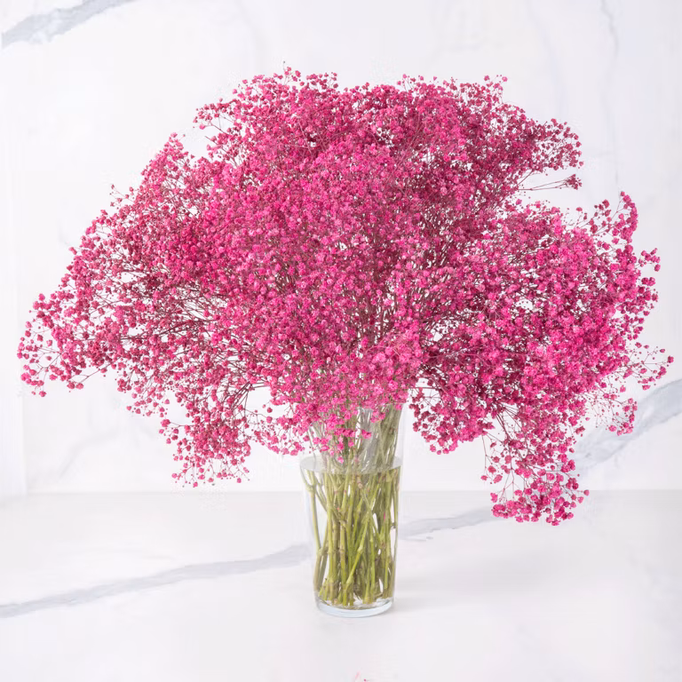 dark pink gypso