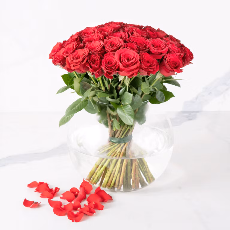 red rose 