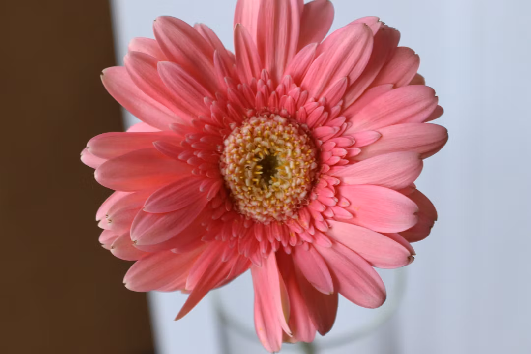 PINK MIX