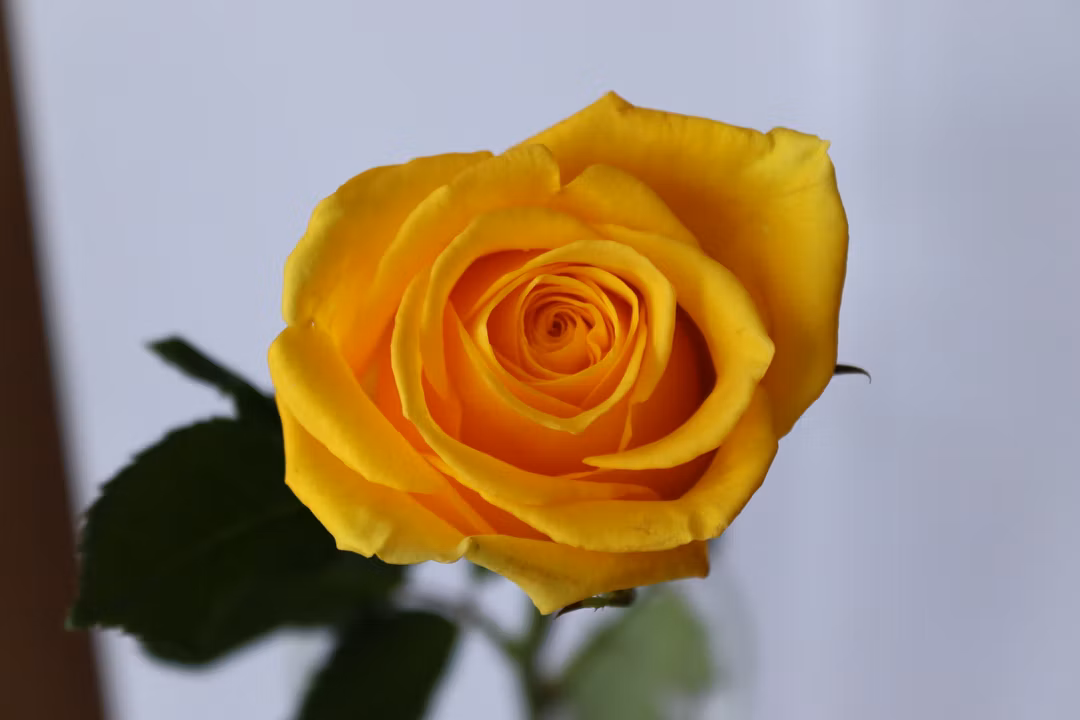 yellow rose 