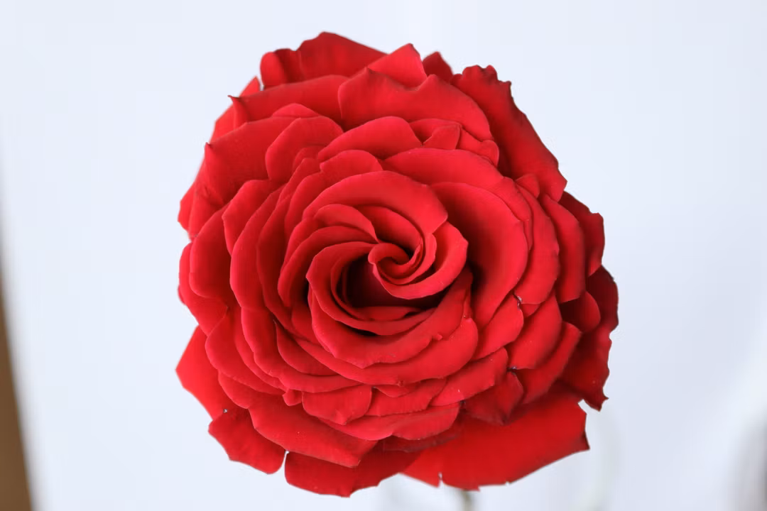 red rose