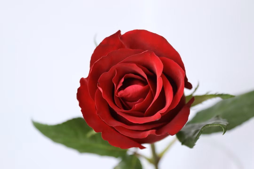 dark red