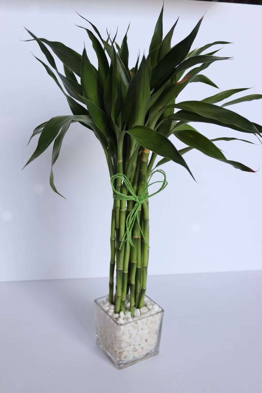 bambo tree