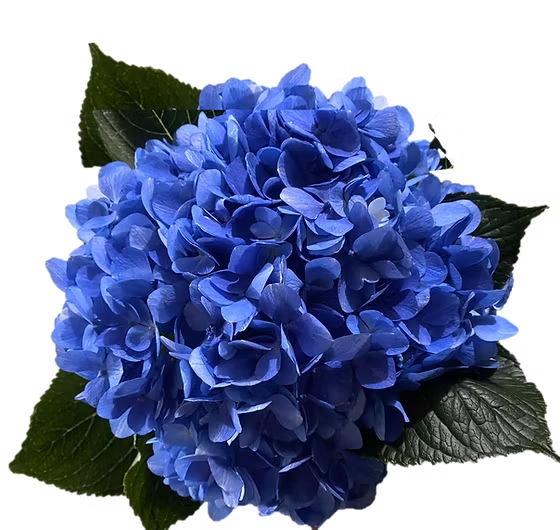 blue hydrangea